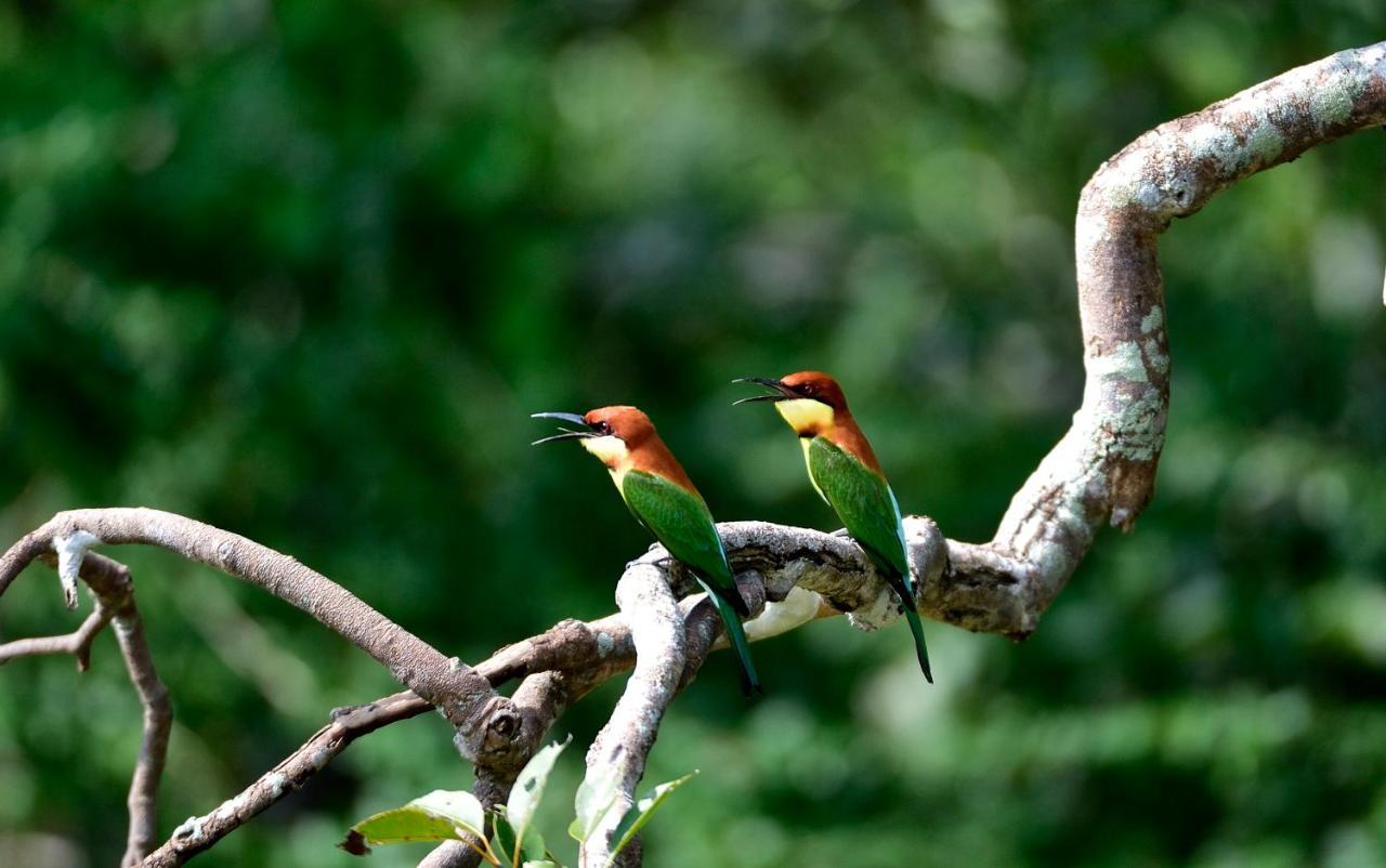 The Backwaters Lodge Wilpattu Nationalpark Exterior foto
