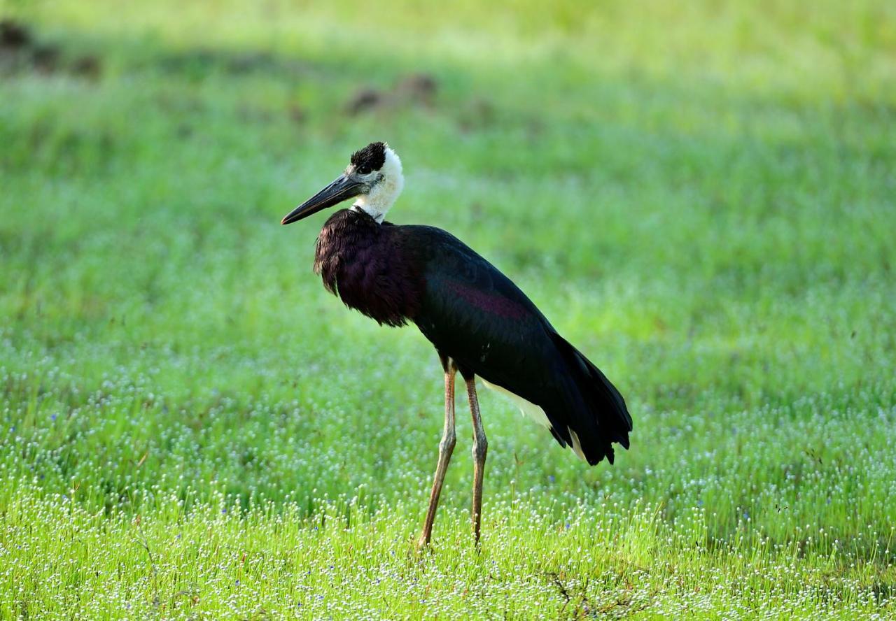 The Backwaters Lodge Wilpattu Nationalpark Exterior foto