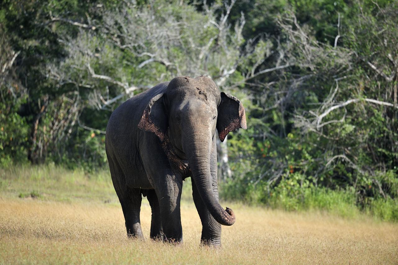 The Backwaters Lodge Wilpattu Nationalpark Exterior foto
